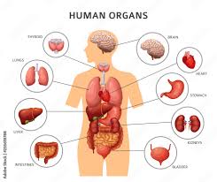 Illustration of organ